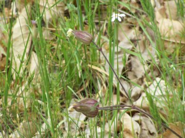 Silene vulgaris